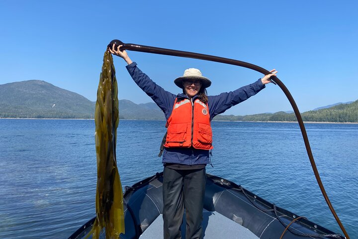 View incredible Bull Kelp, which can grow to over 100 ft or 30 m, on the Alaska Ocean Wilderness Expedition 